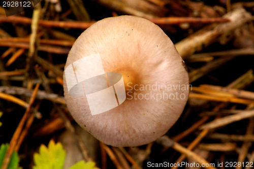 Image of Mushroom