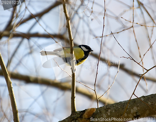 Image of Tit