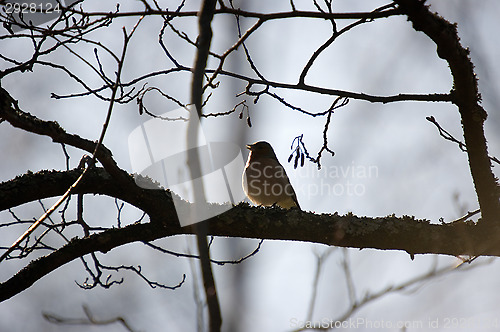 Image of Robins