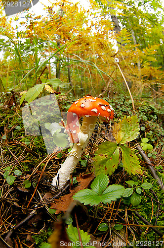 Image of Fly agaric