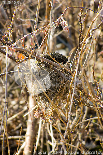 Image of Bird nest