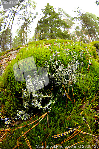 Image of Lichen and moss