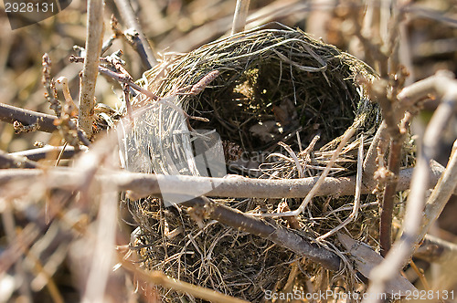Image of Bird's nest