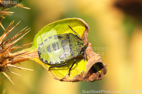 Image of Palomena prasina