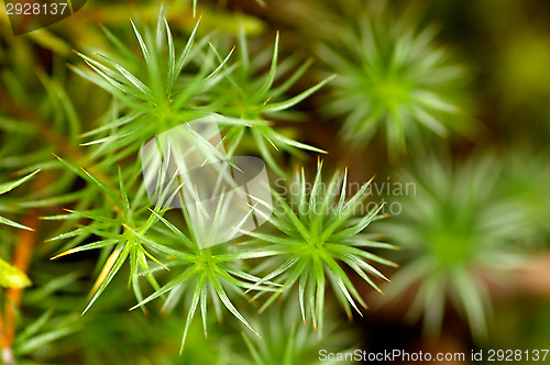 Image of Moss