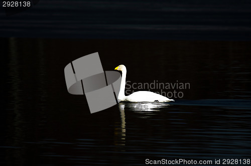 Image of Swan