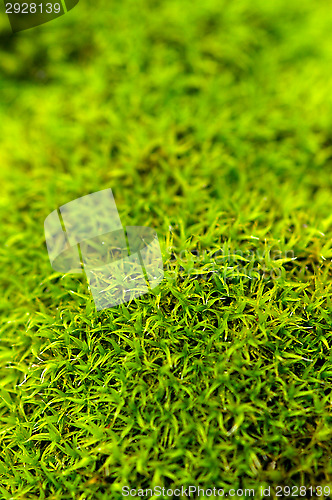 Image of Moss