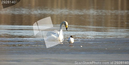 Image of Swan