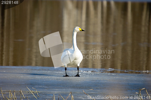 Image of Swan
