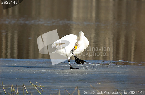 Image of Swan