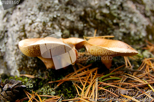 Image of Mushrooms