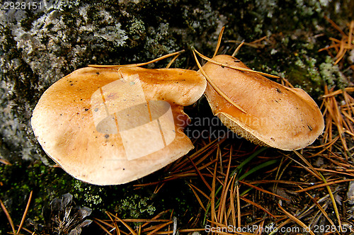 Image of Mushrooms