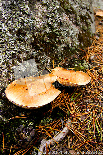 Image of Mushrooms