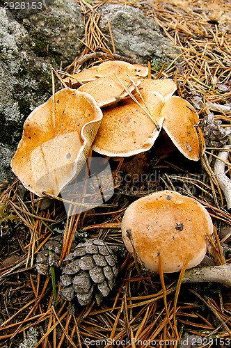 Image of Mushrooms