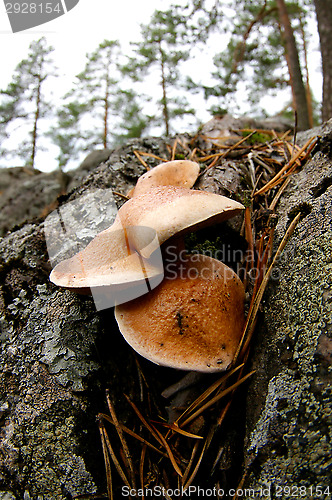 Image of Mushrooms