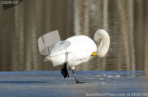 Image of Swan