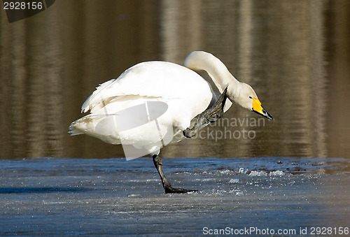 Image of Swan