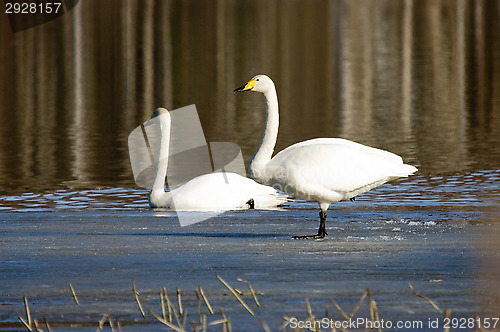 Image of Swans