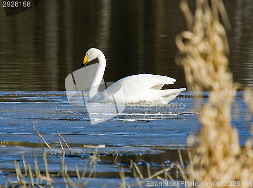 Image of Swan