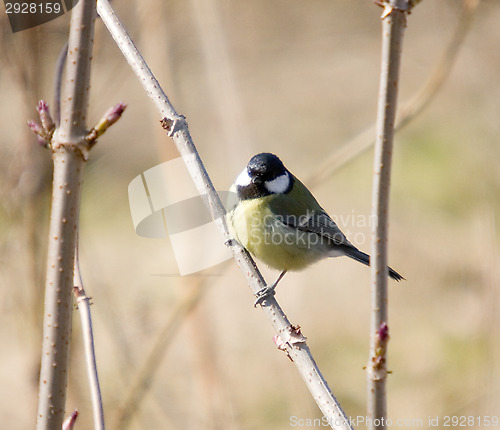 Image of Tit