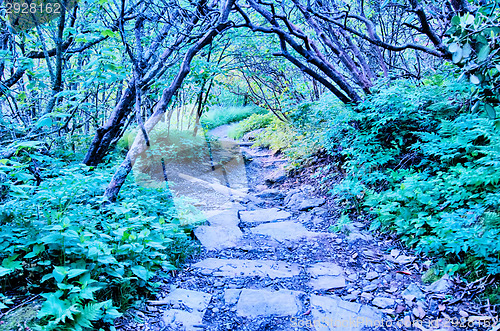 Image of early morning craggy gardens nature on blue ridge parkway