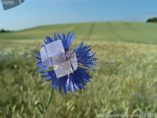 Image of cornflower