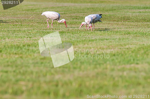 Image of white ibis flock of birds at cape hatteras national seashore