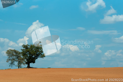 Image of farm field with lone tree