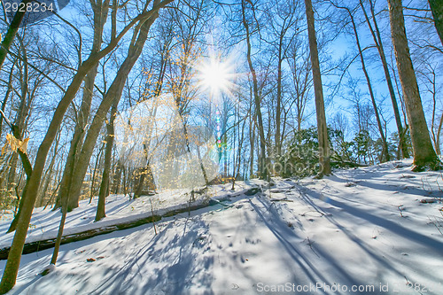 Image of Sunset in the wood between the trees strains in winter period