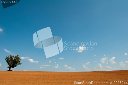 Image of farm field with lone tree