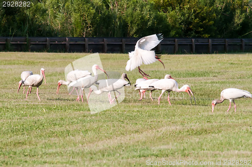 Image of white ibis flock of birds