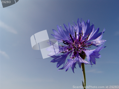 Image of cornflower