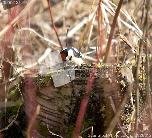 Image of Woodpecker