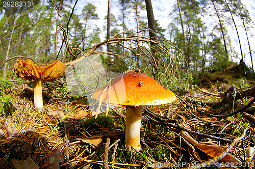 Image of Mushrooms