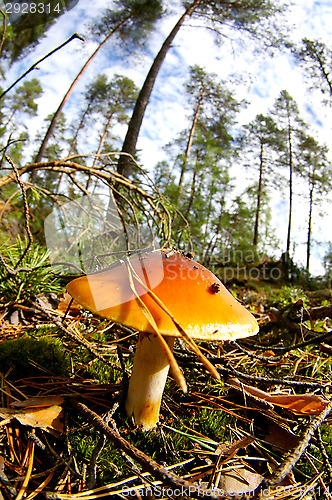 Image of Mushroom