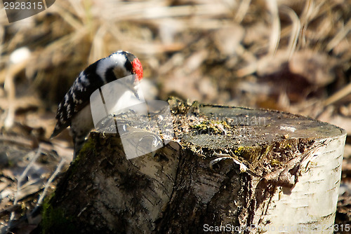 Image of Woodpecker