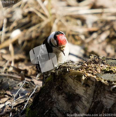 Image of Woodpecker