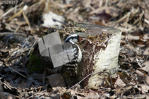 Image of Woodpecker