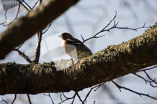 Image of Fringilla coelebs