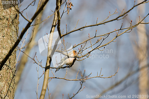 Image of Erithacus rubecula