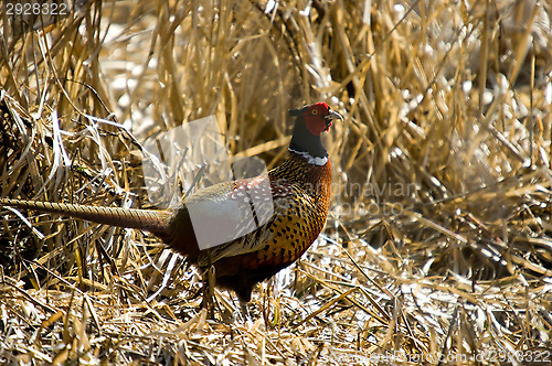 Image of Pheasant