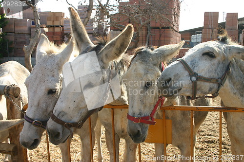 Image of Donkeys