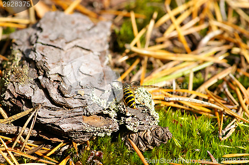 Image of Wasp