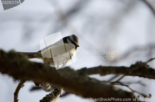 Image of Blue tit