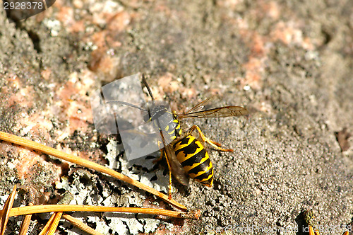 Image of wasp