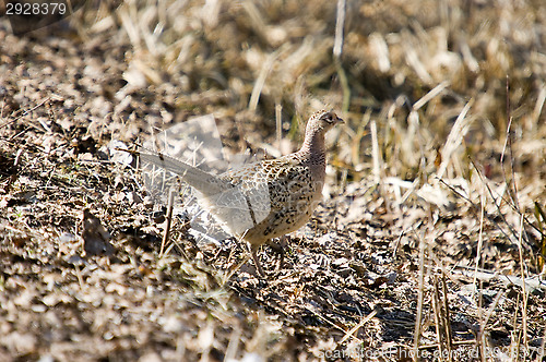 Image of Pheasant