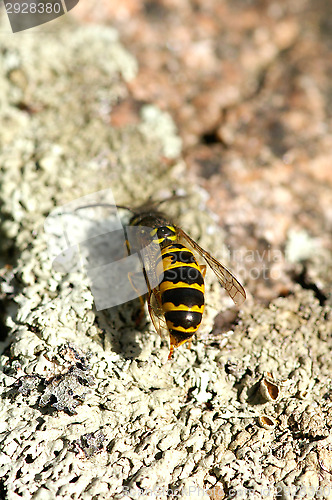 Image of Wasp