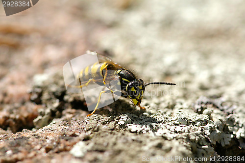 Image of Wasp