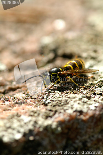 Image of Wasp