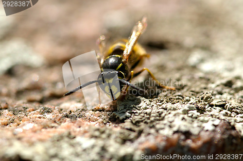 Image of Wasp